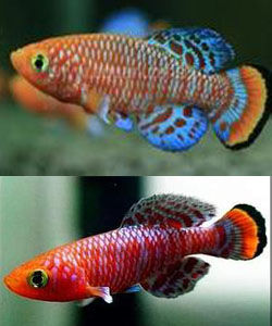 拉氏假鰓鱂 拉氏假鰓鱂