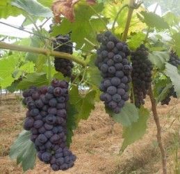 東南葡萄 東南葡萄