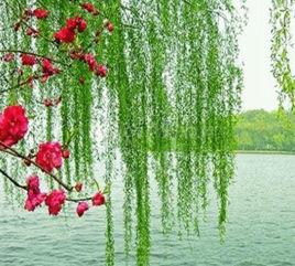 楊柳枝·桃源仙子不須夸 楊柳枝·桃源仙子不須夸