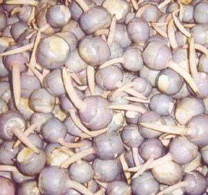 寶應慈姑 寶應慈姑