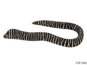 條紋蛇鱔 條紋蛇鱔