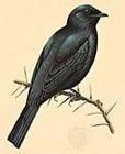 黑臉鴉鵑 黑臉鴉鵑