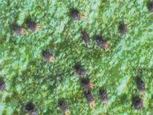 柑橘銹壁虱危害大