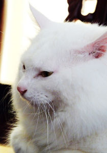 貓病毒性鼻氣管炎