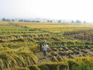 海子壩村[雲南省楚雄市鹿城鎮下轄村]