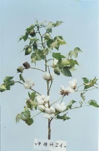 中棉所24 中棉所24