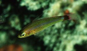 藍紋洞穴蝦虎 藍紋洞穴蝦虎