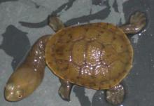 扁頭長頸龜