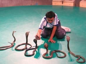泰國毒蛇研究中心