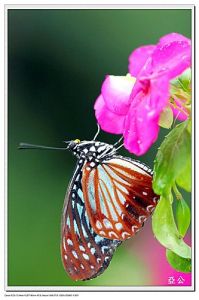 蒺藜紋脈蛺蝶 蒺藜紋脈蛺蝶