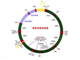 非傳統性遺傳 非傳統性遺傳