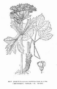 芷葉稜子芹 芷葉稜子芹