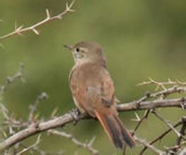 南美卡納灶鳥 南美卡納灶鳥