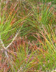 松落針病 松落針病