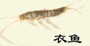 衣魚