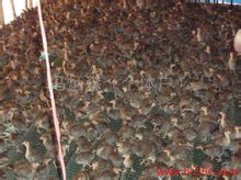 珍珠雞的飼養方式