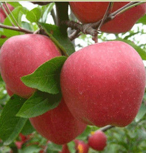 秦冠蘋果 秦冠蘋果