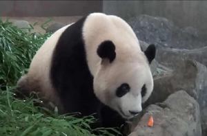 大熊貓優浜 大熊貓優浜