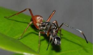 螞蟻蜘蛛