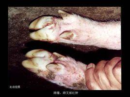 豬五號病 豬五號病