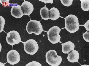 腦膜炎奈瑟菌肺炎