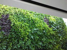 綠色植物牆