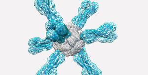 血凝素HA 血凝素HA