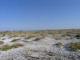 準噶爾盆地亞區 準噶爾盆地亞區