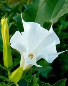 曼陀羅花 曼陀羅花