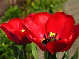 人無千日好,花無百日紅 人無千日好,花無百日紅