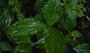 瑤山本草 瑤山本草