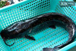 白鬍子魚 白鬍子魚