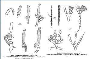 黃山連珠藻 黃山連珠藻