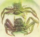 端正關公蟹 端正關公蟹