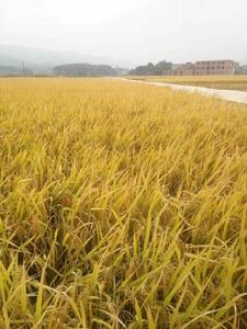 江西省九江市都昌縣土塘鎮外港坂村 江西省九江市都昌縣土塘鎮外港坂村