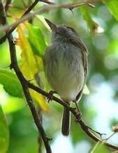 淡眼侏霸鶲 淡眼侏霸鶲