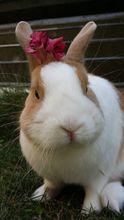短耳黃白侏儒兔