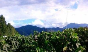 老李採摘園 老李採摘園