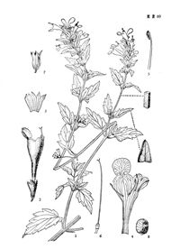 松潘荊芥系 松潘荊芥系