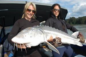 遊客釣魚成果展示俄羅斯鱘魚