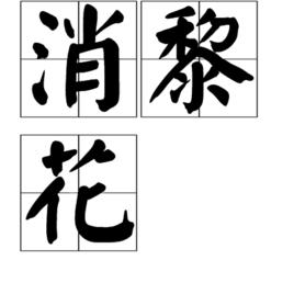 消黎花 消黎花