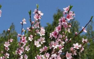 平谷桃花林 平谷桃花林