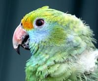 藍頰亞馬遜鸚鵡 藍頰亞馬遜鸚鵡