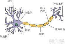 神經元晶片