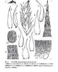 東亞平蘚 東亞平蘚