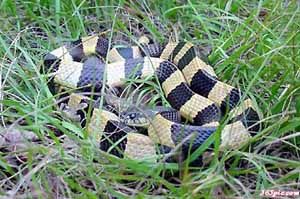 中國十大著名毒蛇