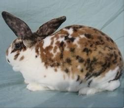 維蘭特兔 維蘭特兔