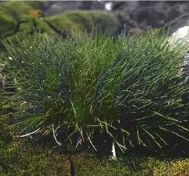 南極發草 南極發草