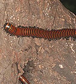 倍足綱動物 倍足綱動物