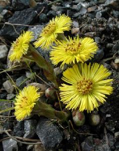 （圖）款冬蒲公英